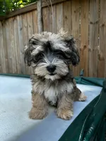 AKC Chicho, a male Havanese for sale in Chatsworth, GA – 6 of 8