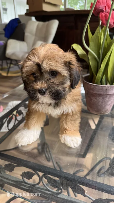 Bella – Havanese puppy for sale in Chatsworth, GA