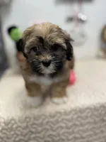 Bella, a female Havanese for sale in Chatsworth, GA – Photo 6 of 8