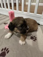 Cachorro 2, a female Havanese for sale in Chattanooga, TN – Photo 2 of 5