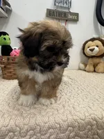 Bella, a female Havanese for sale in Chatsworth, GA – Photo 8 of 8