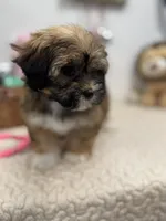 Bella, a female Havanese for sale in Chatsworth, GA – Photo 7 of 8