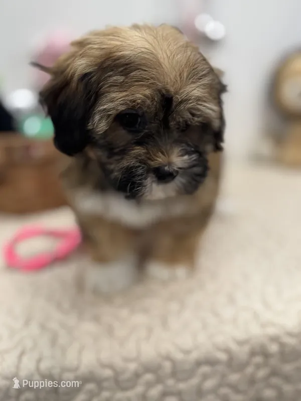 Bella – Havanese puppy for sale in Chatsworth, GA