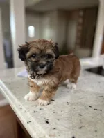 Bella, a female Havanese for sale in Chattanooga, TN – Photo 7 of 8