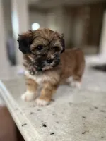 Bella, a female Havanese for sale in Chattanooga, TN – Photo 8 of 8