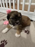 Cachorro 2, a female Havanese for sale in Chattanooga, TN – Photo 3 of 5