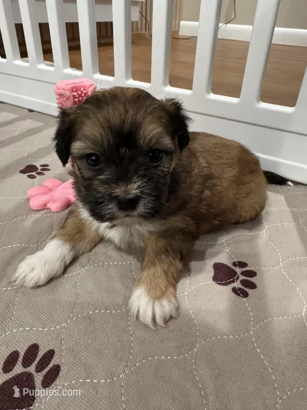Cachorro 2 – Havanese puppy for sale in Chattanooga, TN