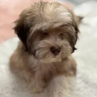 AKC Bimba, a female Havanese for sale in Chatsworth, GA – 5 of 9