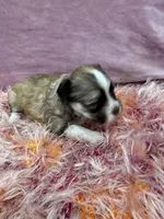 Cachorro #1, a female Havanese for sale in Chattanooga, TN – Photo 3 of 4