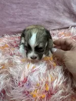 Cachorro #1, a female Havanese for sale in Chattanooga, TN – Photo 2 of 4