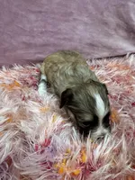Cachorro #1, a female Havanese for sale in Chattanooga, TN – Photo 4 of 4