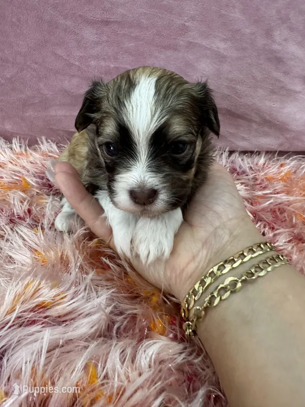 Cachorro #1 – Havanese puppy for sale in Chattanooga, TN