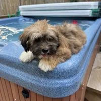 AKC Bella, a female Havanese for sale in Chatsworth, GA – 6 of 10