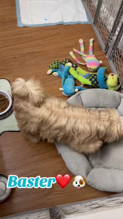 AKC Baster, a male Havanese for sale in Chatsworth, GA – 10 of 10