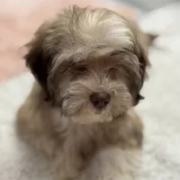 AKC Bimba, a female Havanese for sale in Chatsworth, GA – 7 of 9