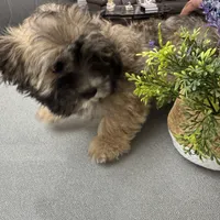 Alfi, a male Havanese for sale in Chatsworth, GA – 9 of 10