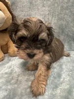 Chicho, a male Havanese for sale in Chattanooga, TN – Photo 7 of 10