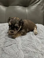 Chicho, a male Havanese for sale in Chattanooga, TN – Photo 8 of 10