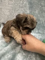 Chicho, a male Havanese for sale in Chattanooga, TN – Photo 6 of 10