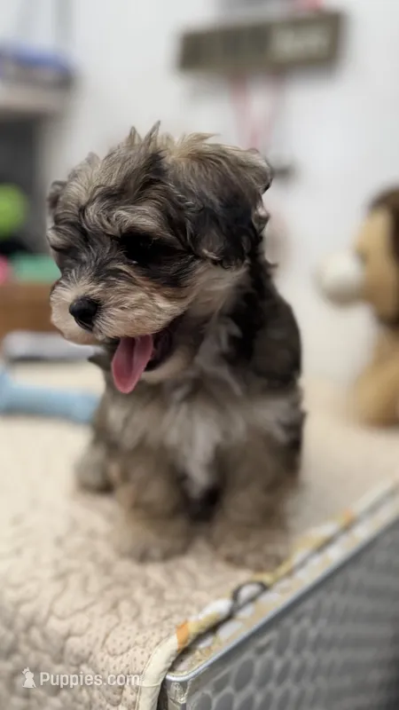 Chicho – Havanese puppy for sale in Chatsworth, GA