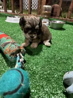 Chicho, a male Havanese for sale in Chattanooga, TN – Photo 10 of 10