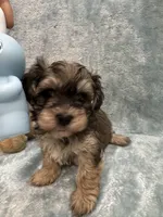 Chicho, a male Havanese for sale in Chattanooga, TN – Photo 4 of 10