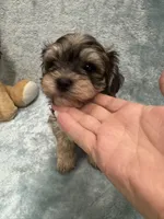 Chicho, a male Havanese for sale in Chattanooga, TN – Photo 2 of 10