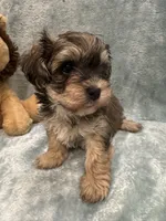 Chicho, a male Havanese for sale in Chattanooga, TN – Photo 1 of 10