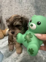 Chicho, a male Havanese for sale in Chattanooga, TN – Photo 3 of 10