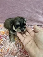 Chicho, a male Havanese for sale in Chattanooga, TN – Photo 5 of 10