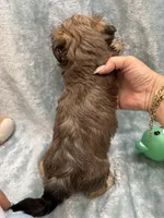 Chicho, a male Havanese for sale in Chattanooga, TN – Photo 9 of 10