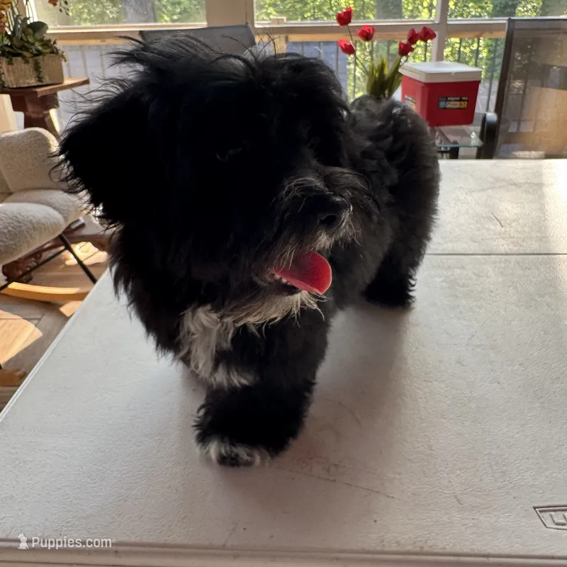 AKC Aria – Havanese puppy for sale in Chatsworth, GA