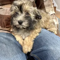 Alfi, a male Havanese for sale in Chatsworth, GA – 10 of 10