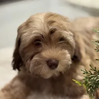 AKC Baster, a male Havanese for sale in Chatsworth, GA – 3 of 7