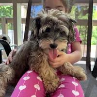AKC Chicho, a male Havanese for sale in Chatsworth, GA – 8 of 8