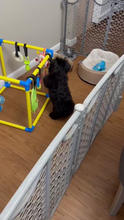 AKC Aria, a female Havanese for sale in Chatsworth, GA – 7 of 8