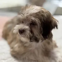 AKC Bimba, a female Havanese for sale in Chatsworth, GA – 8 of 9