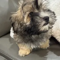 Alfi, a male Havanese for sale in Chatsworth, GA – 4 of 10