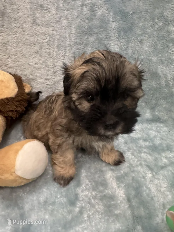 Alfi – Havanese puppy for sale in Chattanooga, TN