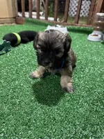 Alfi, a male Havanese for sale in Chattanooga, TN – Photo 5 of 6