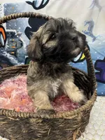 Alfi, a male Havanese for sale in Chattanooga, TN – Photo 2 of 6