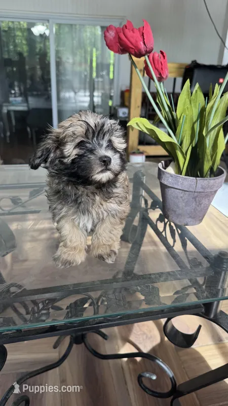 Alfi – Havanese puppy for sale in Chatsworth, GA