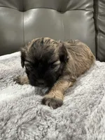 Alfi, a male Havanese for sale in Chattanooga, TN – Photo 3 of 6