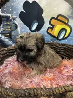 Alfi, a male Havanese for sale in Chattanooga, TN – Photo 4 of 6