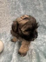 Alfi, a male Havanese for sale in Chattanooga, TN – Photo 6 of 6