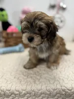 Chico, a male Havanese for sale in Chatsworth, GA – Photo 8 of 9