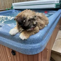 AKC Bella, a female Havanese for sale in Chatsworth, GA – 9 of 10