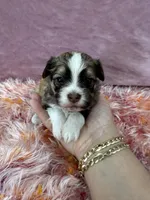 Cachorro#1, a female Havanese for sale in Chattanooga, TN – Photo 1 of 9