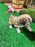 Cachorro#1, a female Havanese for sale in Chattanooga, TN – Photo 6 of 9