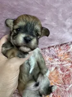 Cachorro#1, a female Havanese for sale in Chattanooga, TN – Photo 2 of 9